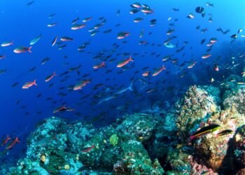 Ar vandenynuose iš tiesų baigiasi žuvys?