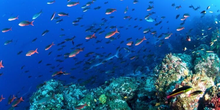 Ar vandenynuose iš tiesų baigiasi žuvys?