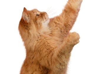 Kodėl katės kiša užpakalį į veidą? Ekspertai paaiškina šio nejaukaus elgesio priežastį.