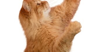 Kodėl katės kiša užpakalį į veidą? Ekspertai paaiškina šio nejaukaus elgesio priežastį.