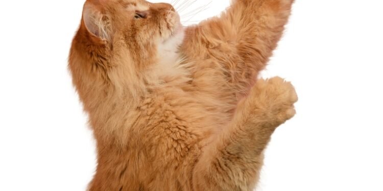 Kodėl katės kiša užpakalį į veidą? Ekspertai paaiškina šio nejaukaus elgesio priežastį.