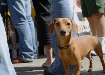 Kodėl mano šuo į mane spokso? 9 priežastys, kodėl šuo jus stebi