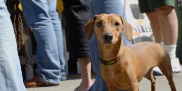 Kodėl mano šuo į mane spokso? 9 priežastys, kodėl šuo jus stebi