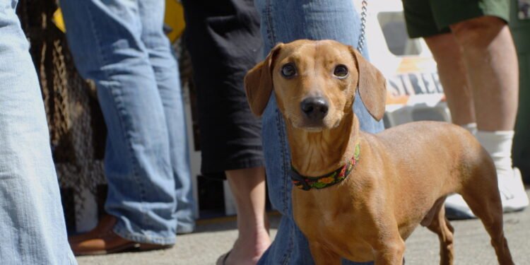 Kodėl mano šuo į mane spokso? 9 priežastys, kodėl šuo jus stebi