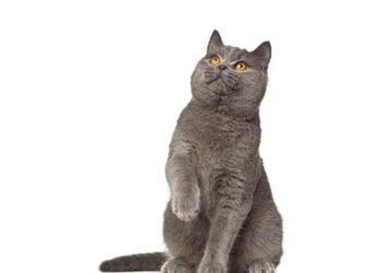 Kodėl katės reaguoja į „pspsps“?