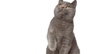 Kodėl katės reaguoja į „pspsps“?