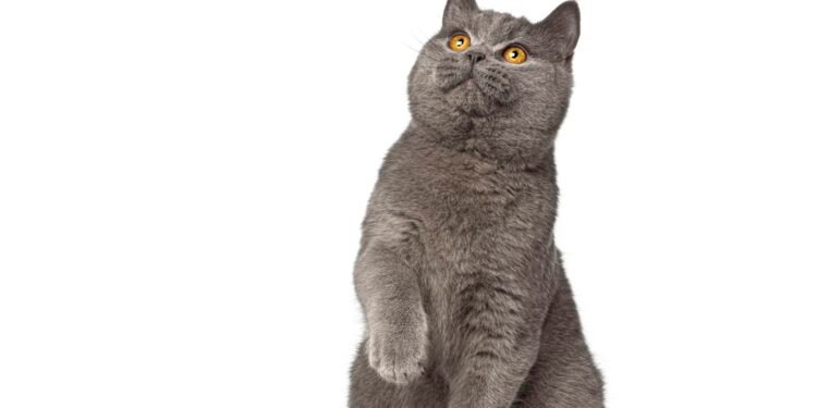 Kodėl katės reaguoja į „pspsps“?