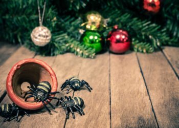 Kas yra kalėdinis voras ir kodėl galbūt norėtumėte jį pasikabinti ant eglutės?