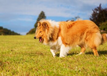 Kodėl šunys žiopčioja (kvėpuoja atvira burna)? 6 dažnos priežastys, pasak ekspertų
