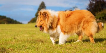 Kodėl šunys žiopčioja (kvėpuoja atvira burna)? 6 dažnos priežastys, pasak ekspertų