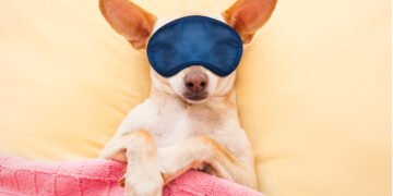 Kodėl šunys miegodami trūkčioja?