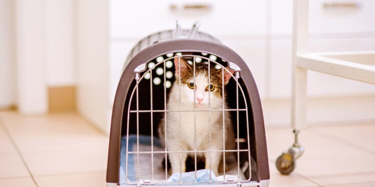 Kaip įdėti katę į nešyklę – neapsidraskant