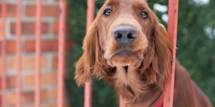 Kodėl mano šuo į mane spokso? 9 priežastys, kodėl šuo jus stebi