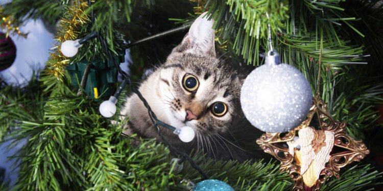 Kaip atbaidyti kates nuo Kalėdų eglutės