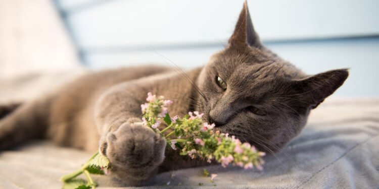 Kaip katžolė veikia kates?