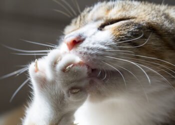 Kodėl katės kiša užpakalį jums į veidą? Ekspertai paaiškina šio nejaukaus elgesio priežastis.