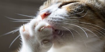 Kodėl katės kiša užpakalį jums į veidą? Ekspertai paaiškina šio nejaukaus elgesio priežastis.