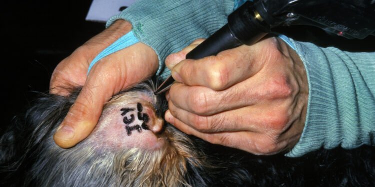 Jei pamatysite tatuiruotę ant šuns, štai ką tai reiškia