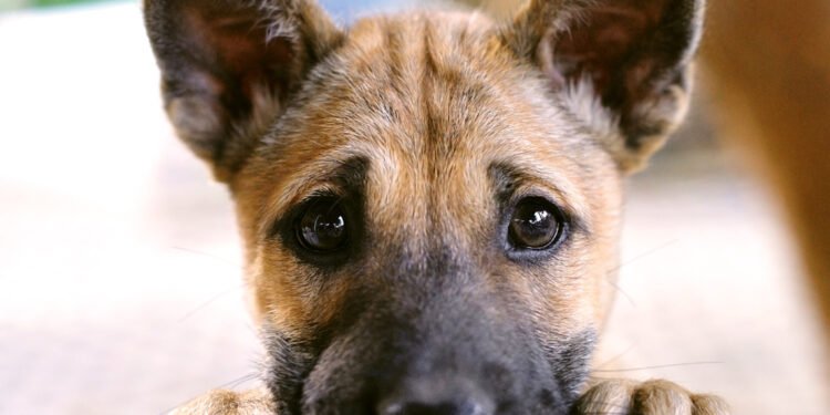 Ką iš tiesų reiškia jūsų šuns veido išraiškos