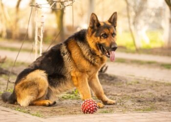 13 vokiečių šunų veislių, puikiai tinkančių draugijai