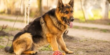 13 vokiečių šunų veislių, puikiai tinkančių draugijai