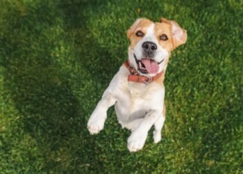 Ar šunys šypsosi? Kaip suprasti laimingą šuns išraišką