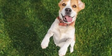 Ar šunys šypsosi? Kaip suprasti laimingą šuns išraišką