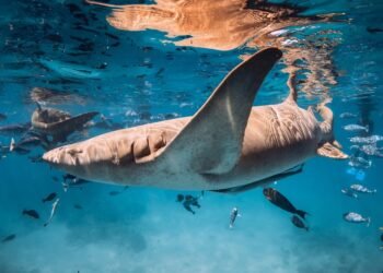 Ar rykliai tikrai užuodžia kraują?