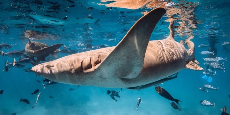 Ar rykliai tikrai užuodžia kraują?